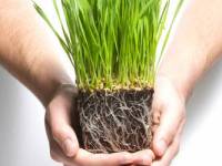 bigstockphoto_Holding_Grass_Sprouts_3786067