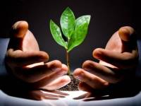 bigstockphoto_Hands_With_Plant_2812311