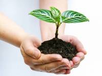 bigstockphoto_Plant_In_Hands_3195098
